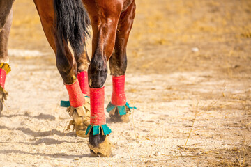 Horses are large. Harnessed and saddled, the horses are tied to a stall in a green meadow....