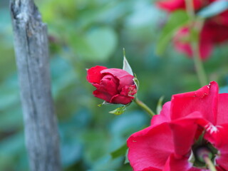 Obraz premium red rose in garden