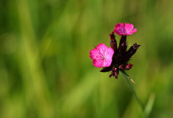 Pink wild flowers on mountain meadow