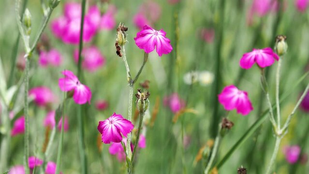 Pink rose campion flowers on a meadow in summer