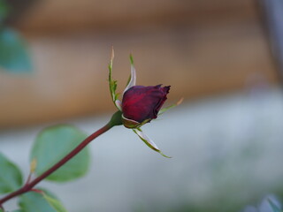 Fototapeta premium red rose bud