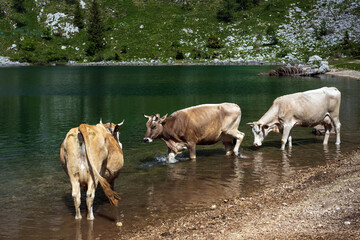 Dairy Cows in Free Range Pasture on Alpine Environment of Lake Krn Slovenia