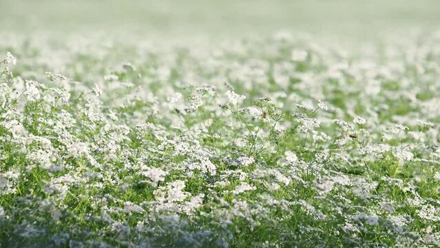 Blooming coriander field with white flowers and bees collecting pollen