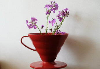 Coffee blooming. Purple blue flowers inside the red v60 dripper