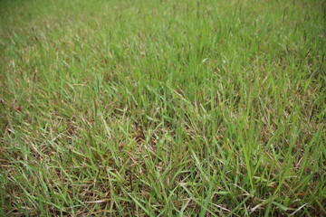 green grass background