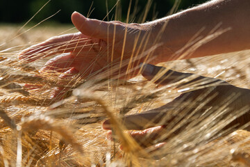 Hände greifen in reifendes Getreide, Kulturgetreideart auf dem Getreidefeld.