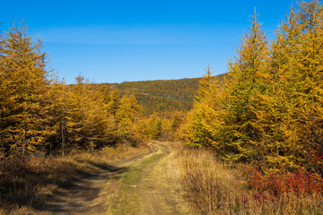 Fototapeta premium Dirt road among in the autumn forest. Yellow autumn larches. Travel in nature. Magadan region, Siberia, Russia.