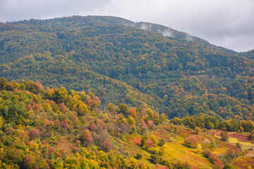 mountainous carpathian countryside in autumn. forest in fall foliage and rural fields on steep hills. beauty of colorful outdoor nature scenery in dappled light