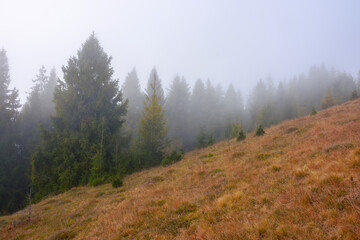 countryside landscape on a misty morning in autumn. mysterious nature scenery with fir forest and...