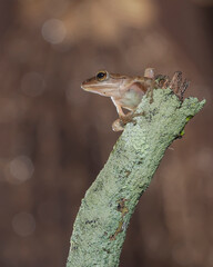 frog on a tree