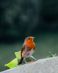 A robin red breast looking for a meal(worm) 