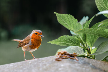 A Robin and an easy meal(worm)