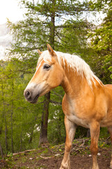 Braunes Pferd im Wald. Pferd in Berglandschaft. Brown horse in the forest. Horse in a mountain...