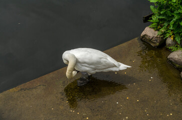 Łabędź  © wedrownik52