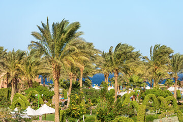 Fototapeta na wymiar Coast of Red Sea near Marsa Alam with many green palm trees, tourist resort in Egypt, Sahara desert, north Africa.
