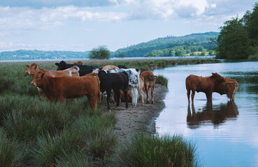 Cows graze near the lake