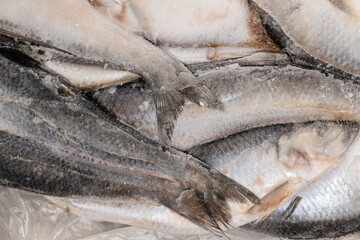 Frozen large herring, ice block of herring fish.Frozen background or texture
