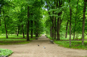 Łazienki Warszawa - park 