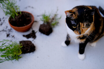 beautiful brown tricolor domestic cat turned indoor flowers, scattered earth from pots, gnawed...