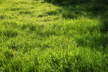 Grass on meadow in summer