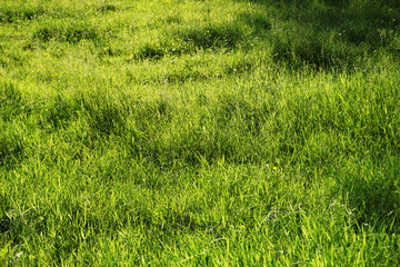 Grass on meadow in summer
