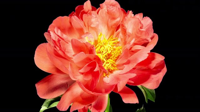 Pink Peony Open Flower in Time Lapse on a Black Background. Vedding Concept. Plant Paeonia Coral Supreme Changing Petals Color from Pink to White While Blooming and Wilting in Timelapse