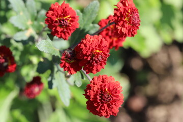 秋の日本の庭に咲く赤く小さい八重咲きの菊の花