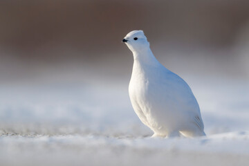Willow Ptarmigan (Lagopus lagopus), standing in snow on tundra, looking at camera, Churchill, Manitoba, Canada.