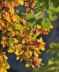 Lovely colorful autumn leaves