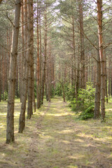 Fototapeta na wymiar Walk in a beautiful forest