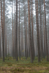 Fototapeta premium Walk in a beautiful forest