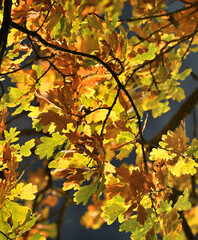 Naklejka na ściany i meble Lovely colorful autumn leaves