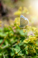 Butterfly in wild nature feeding on a green plant. Beautiful nature concept.
