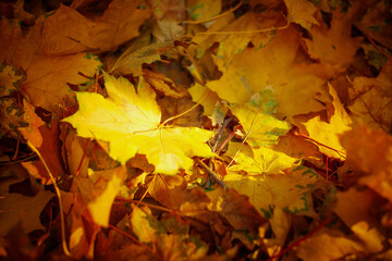 Background of maple yellow autumn leaves, a sunbeam illuminates the central leaf