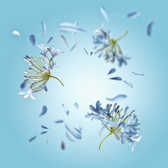 Fototapeta na wymiar Floral frame with flying flowers and petals at blue background. Spring and summer levitation backdrop with blossom. Front view.