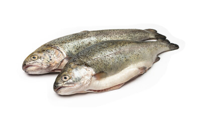Raw Trout Isolated
