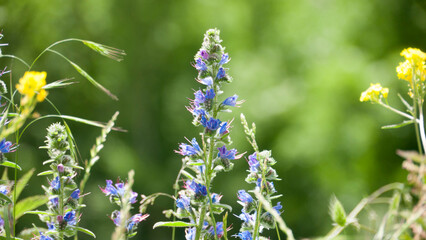Flor silvestre púrpura en valle verde