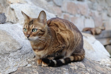 Bengal cat with stunning rossetes sitting outdoors