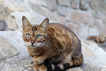 Naklejka na ściany i meble Bengal cat with stunning rossetes sitting outdoors