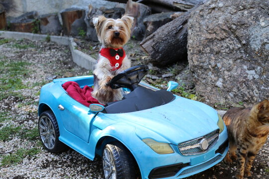 Fancy dog driving a sports car