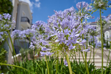 Naklejka premium Close up of Blooming agapanthus in the city