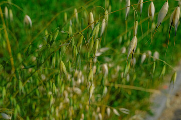 green grass in the wind morning close-up. Natural background