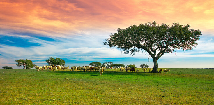 sheep in meadow and tree at sunset