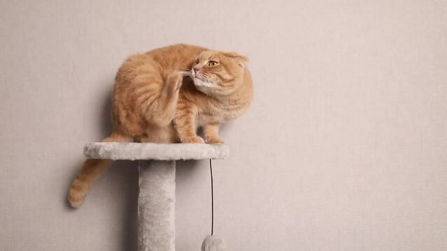 Ginger cat sits on scratching in living room at home and itches from fleas, concept of pets and their care, problem from flea parasit