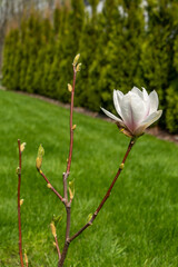 młoda magnolia w domowym ogrodzie
