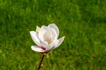 młoda magnolia w domowym ogrodzie