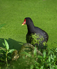 Moorhen bird in natural habitat