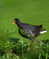 Moorhen bird in natural habitat