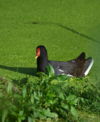Moorhen bird in natural habitat