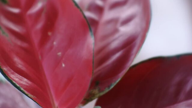 close up shot of red aglonema flower planted in the pot. Video ornamental flower display. Aglaonema Suksom Jaipong leaves is very beautiful.